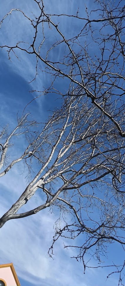 trees in the sky